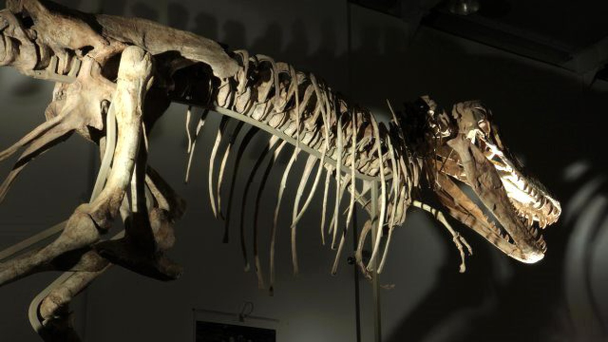BBC Earth Bu Kez Dinozorların Peşinde!