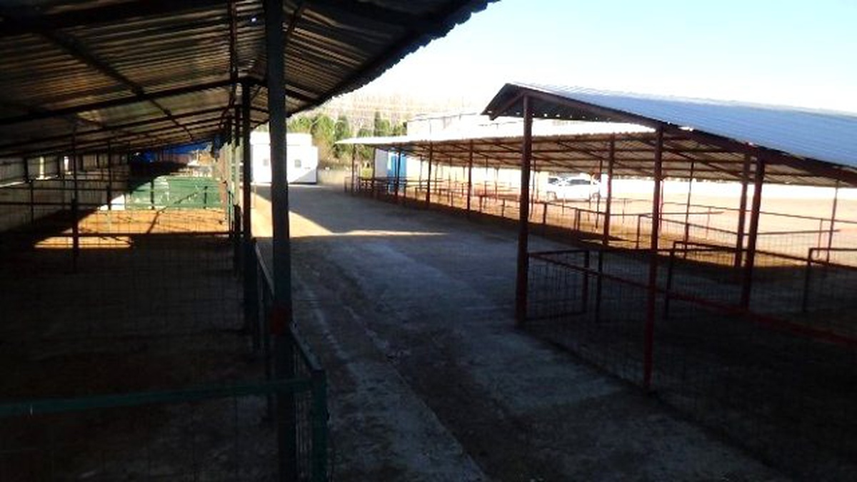Doğu Marmara\'nın En Büyük Hayvan Pazarı \'Şap Hastalığı\' Nedeniyle Kapatıldı