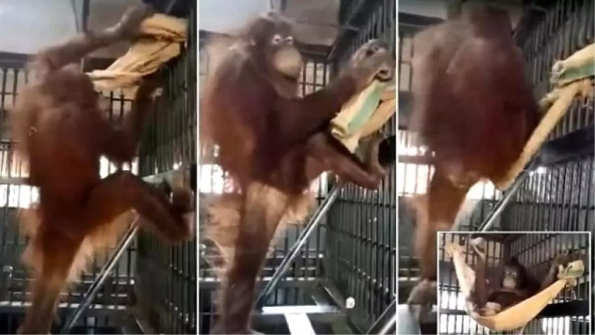 Kendine Hamak Yapak Zeka Küpü Orangutan