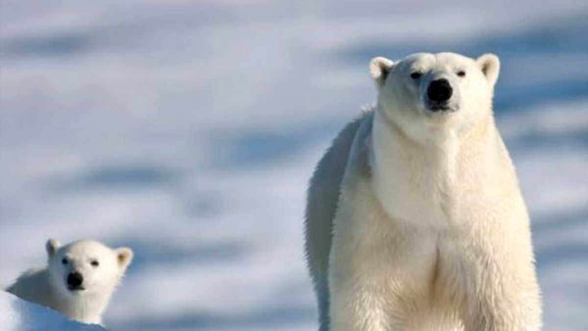 Rusya'da İnsanlık Dışı Olay! Ayıya Dinamit Lokumu Yedirdiler