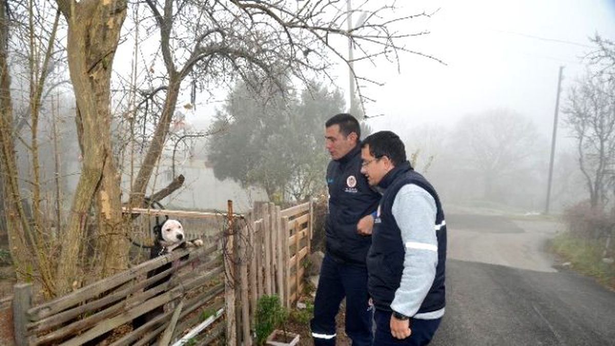 Sokak Hayvanları Islah Ediliyor