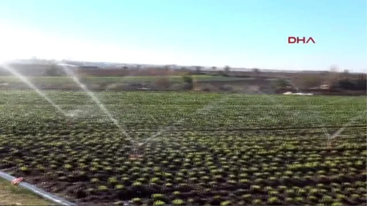 Adana Yağmur Yağmayınca Buğday ve Patates Tarlaları Sulanmaya Başlandı