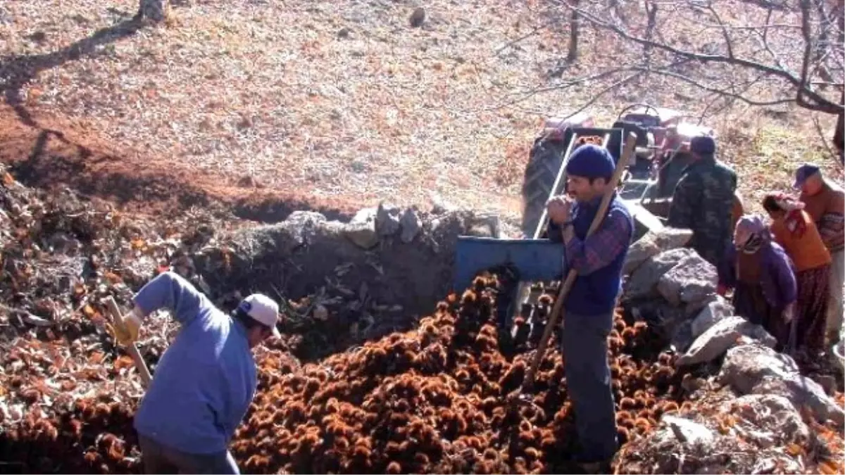 Kestanede Düşük Fiyat Üreticiyi Üzdü