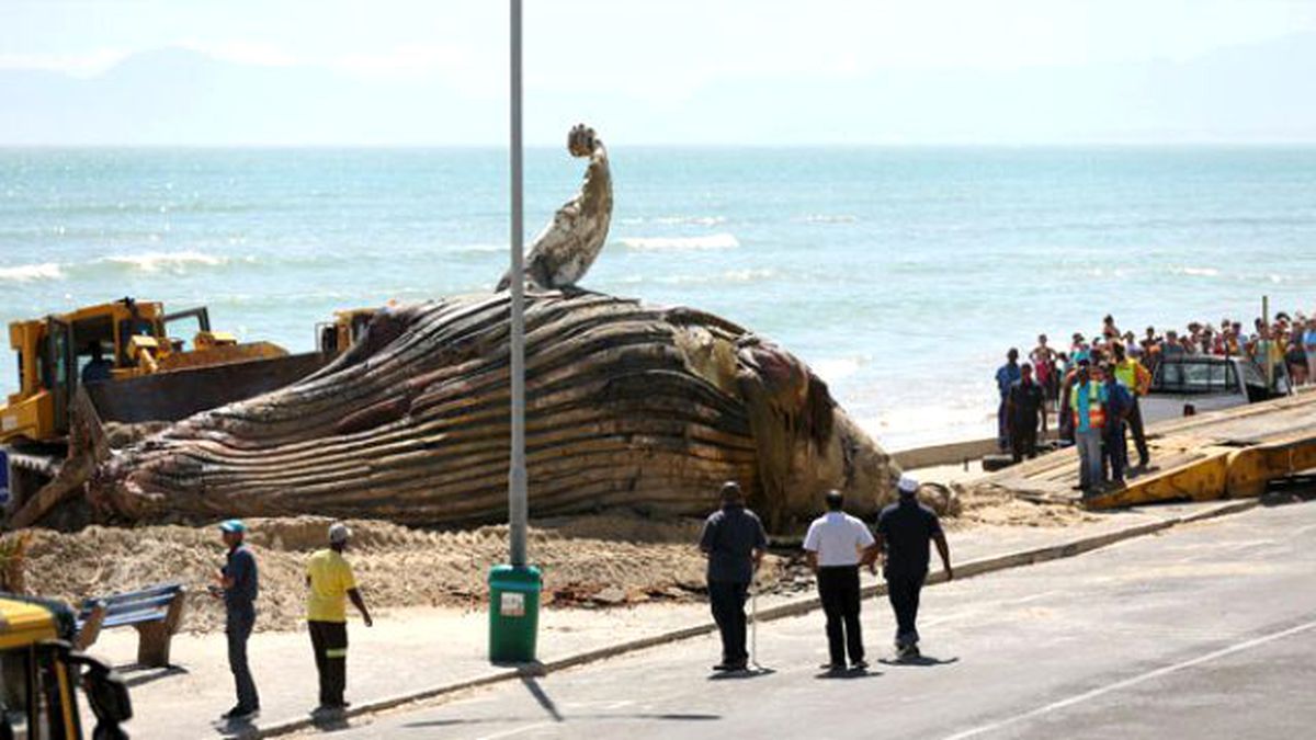 Kumsala Vuran Dev Balina Cesedi Korkuttu