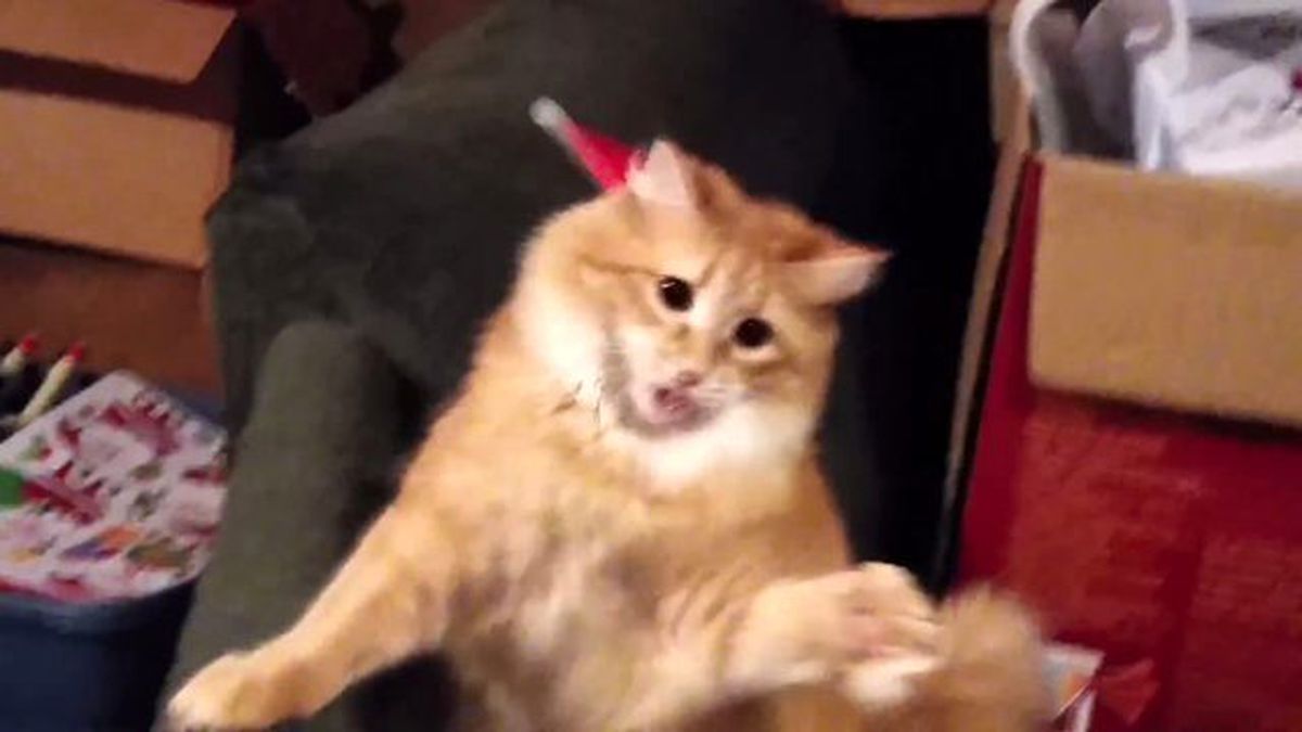 Noel Şapkası Kedinin Kafasını Karıştırdı