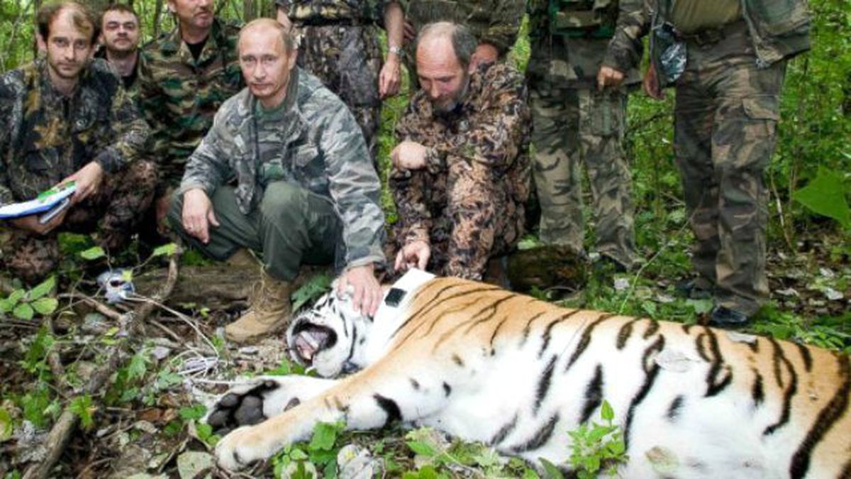 Putin'in Kaplanlarından Boris, Eşini Buldu
