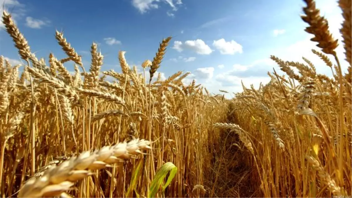 Türkiye\'yi Kaybetmek İstemeyen Ruslar, Buğday Fiyatını Düşürdü