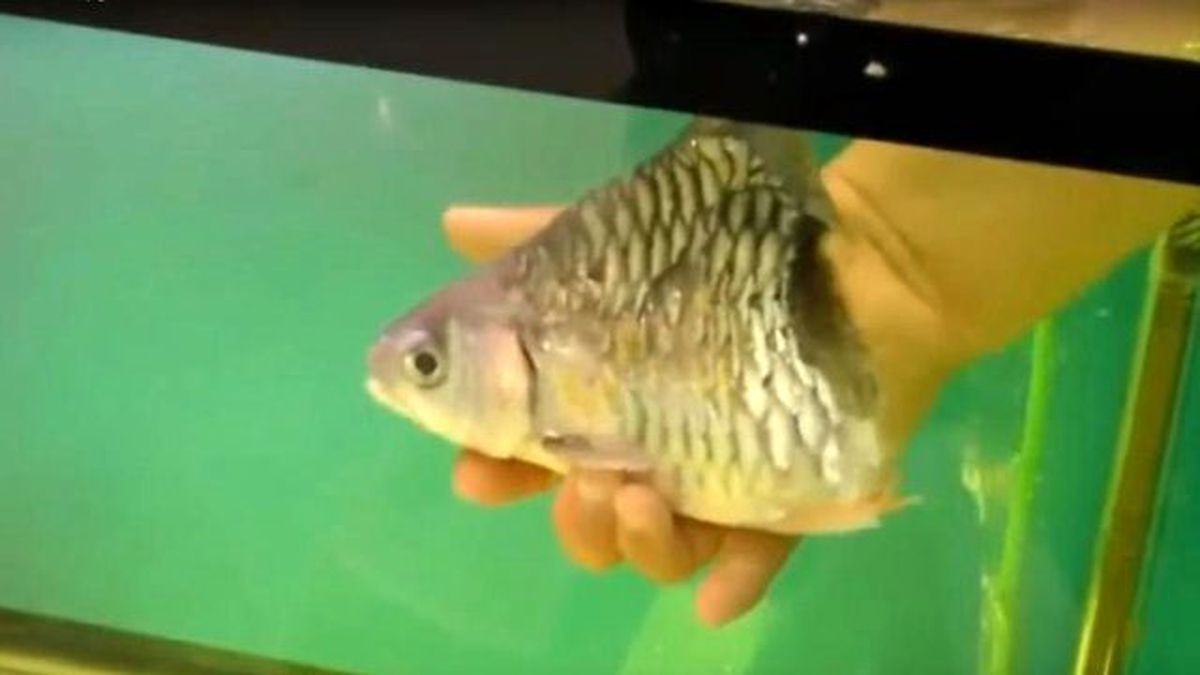 Gövdesinin Yarısı Olmayan Balık 6 Ay Boyunca Bu Şekilde Yaşadı