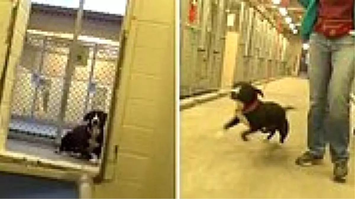 Barınaktan Sahiplendirilen Köpeğin Yaşadığı Büyük Sevinç