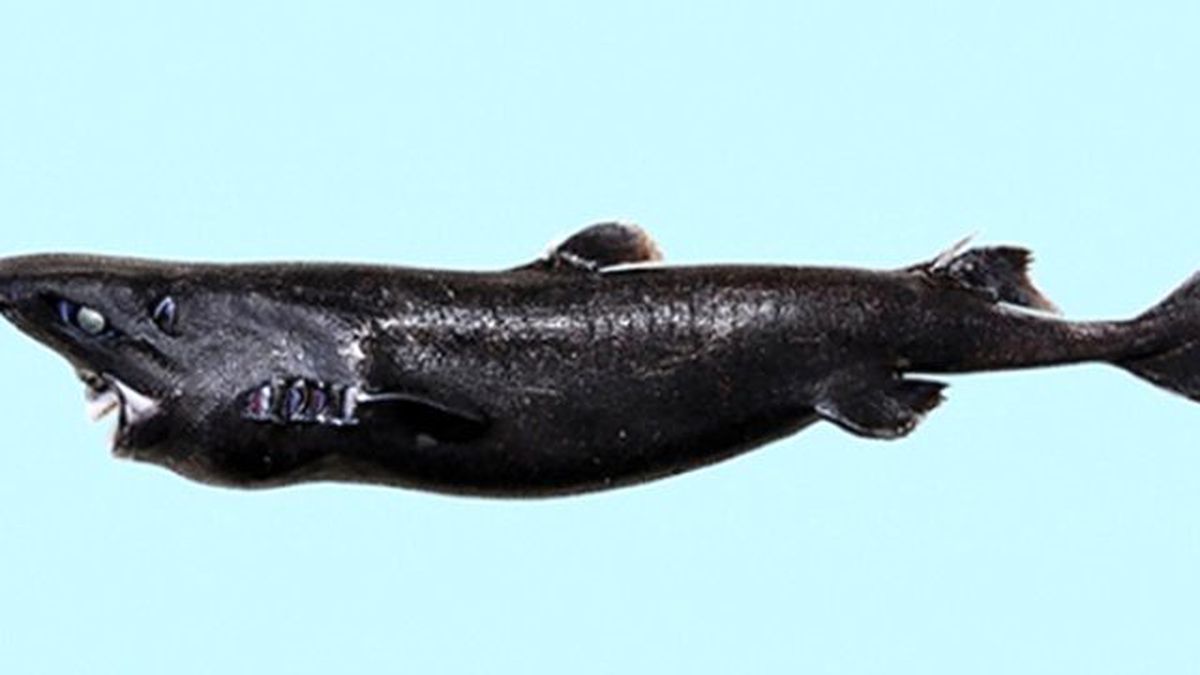 Bilim Adamları, Yeni Bir Köpekbalığı Türü Keşfetti: Ninja Fener Köpekbalığı