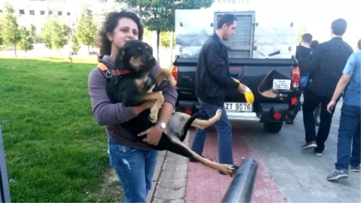 Öğrenciler, Sahipsiz Köpeklerin Toplanmasına Yardım Etti