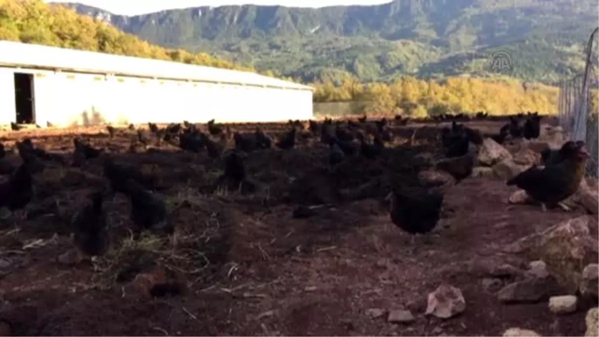 Köylerden Yumurta Topladı, Tavuk Çiftliği Kurdu