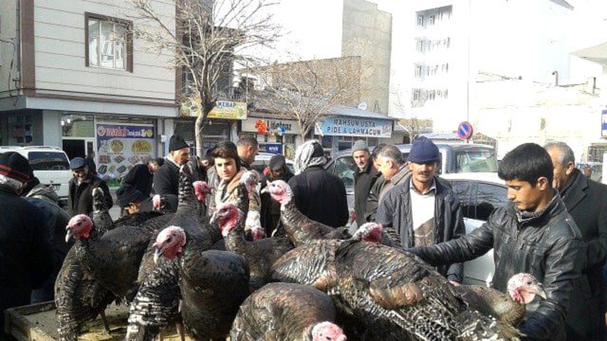 Yılbaşı Hindileri Satışta