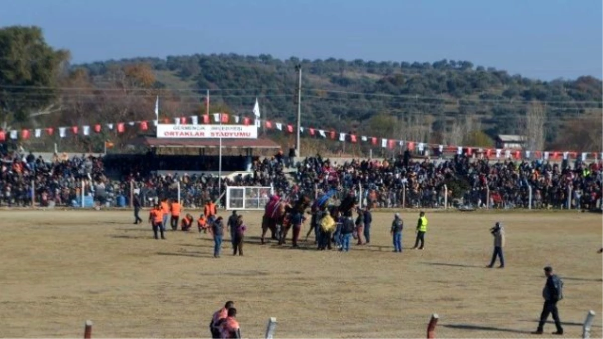 Germencik Deve Güreşleri Nefesleri Kesti