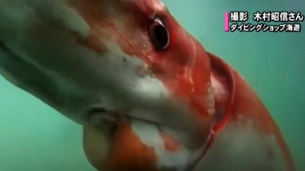 Görenler İnanamadı! Dev Kalamar İlk Kez Görüntülendi