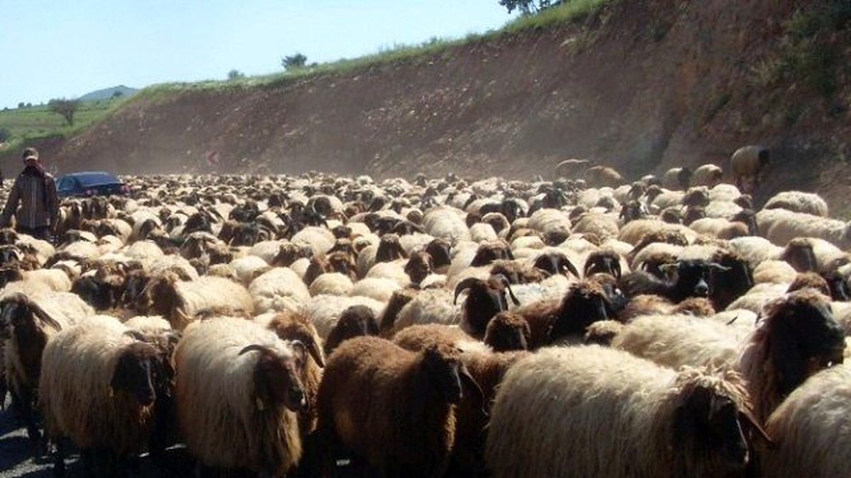 Kırklareli\'nde Sürü Yönetimi Kursu