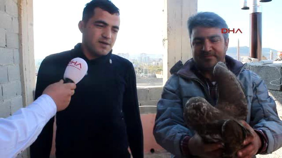 Mersin Silifke Yaralı Şahine İşçiler Sahip Çıktı