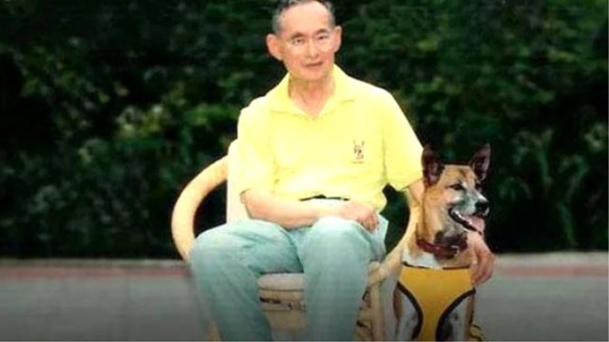 Tayland Kralının Meşhur Köpeği \'Copper\' Öldü