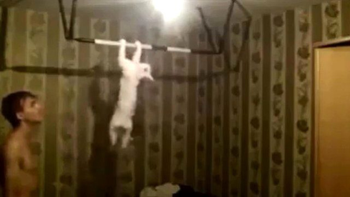 Sahibi ile Barfiks Yarışına Giren Kedi Şaşırtıyor
