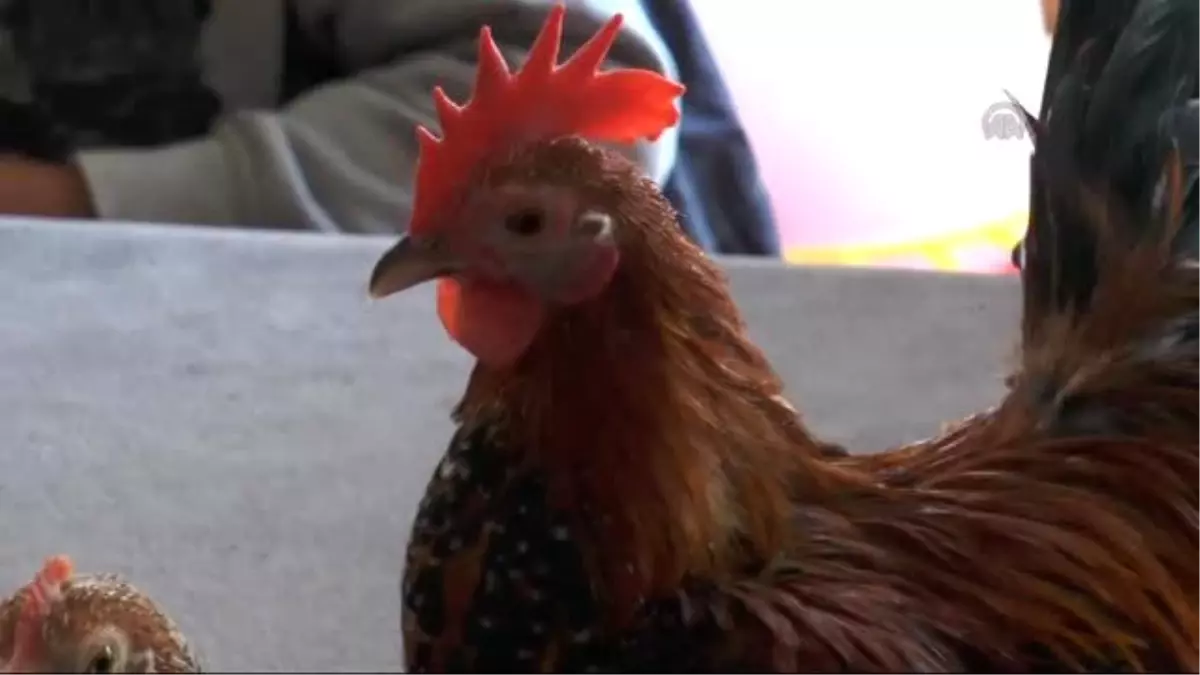 Süs Tavuklarına Merakı Çocuk Yaşta Kümes Kurdurdu