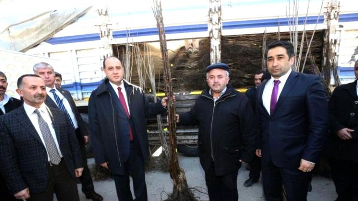 Amasya\'da Köylülere Ceviz ve Kiraz Fidanı Dağıtıldı