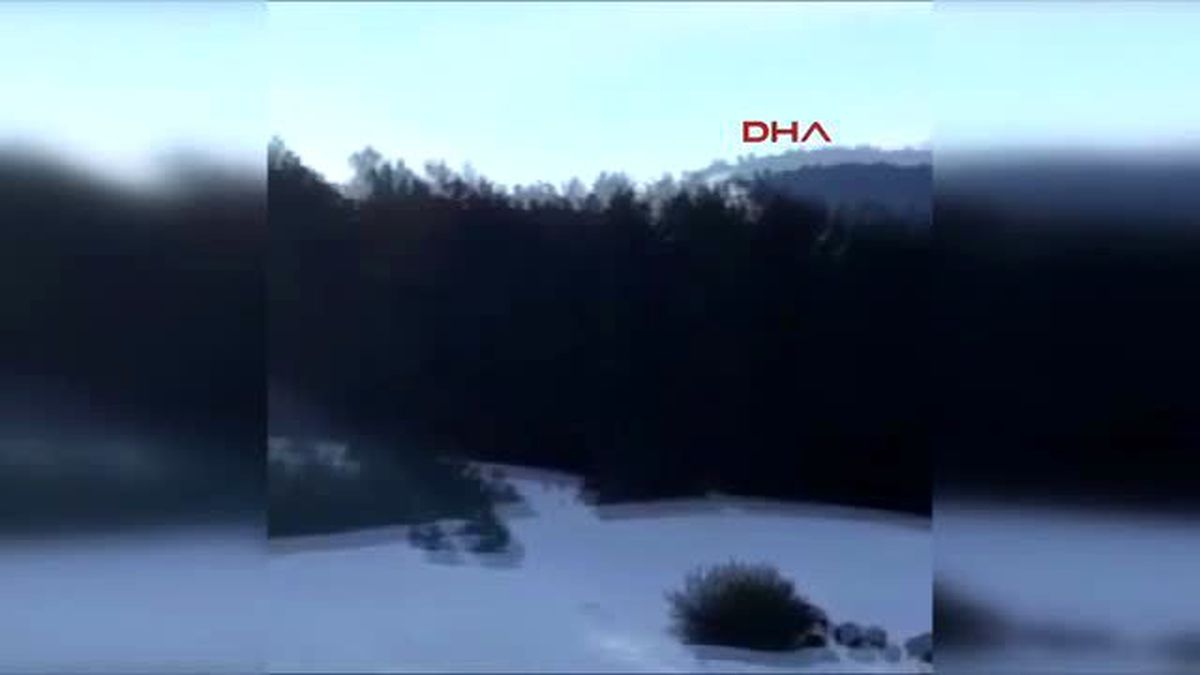 Aç Kalan Domuz Sürüsü Köye İndi