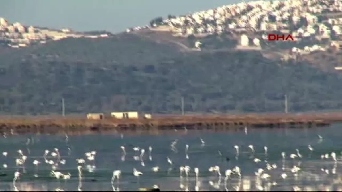 Bodrum Flamingolardan Tablo Gibi Manzara