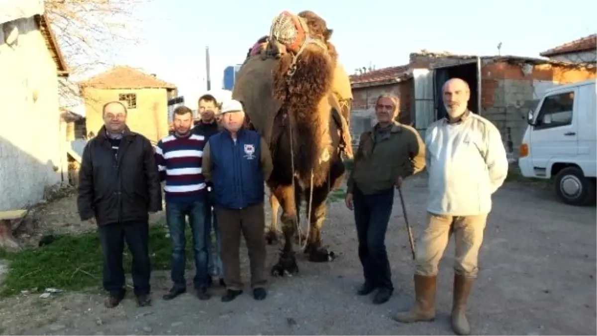 Burhaniye\'de Güreş Develerini Kızıştırma Toplantısı