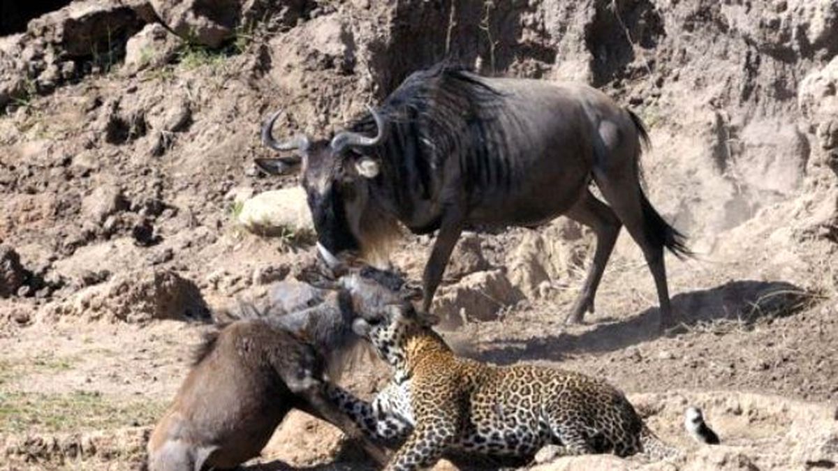 Leoparın Müthiş Avı! Bir Anda Boğazına Sarılıp Öldürdü