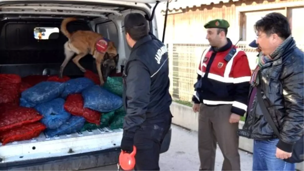 Narkotik Köpekleri Bu Defa Uyuşturucu Değil Midye Aradı