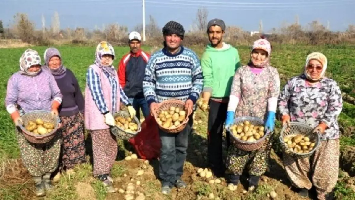 Şeker Oranı Düşük Patates Üretiliyor