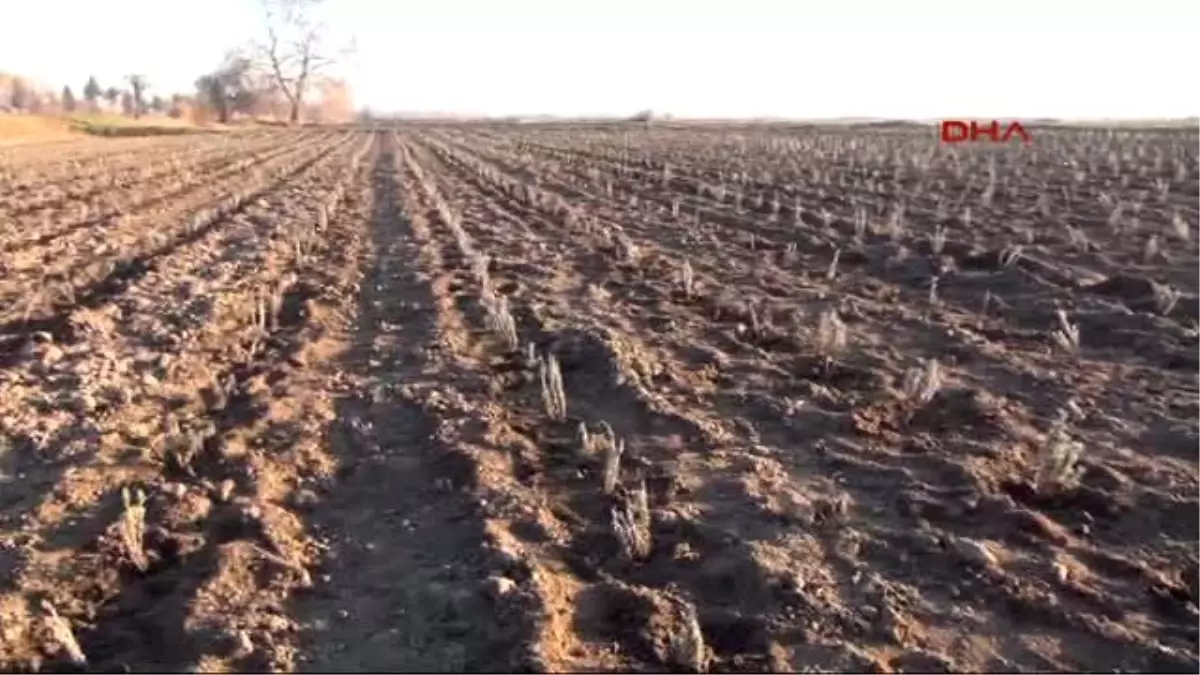 Edirne Türkiye Lavantada Dışa Bağımlı Olmayacak