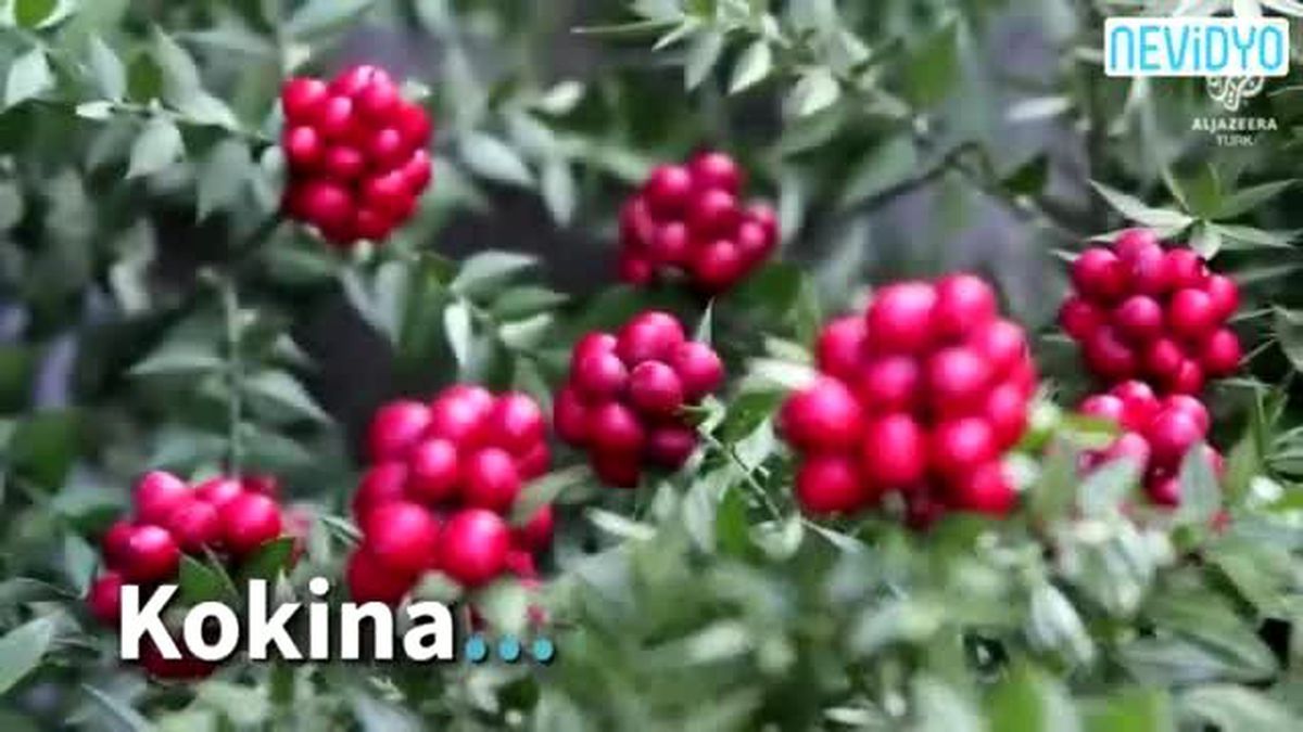 Emek ve Diken: Kokina