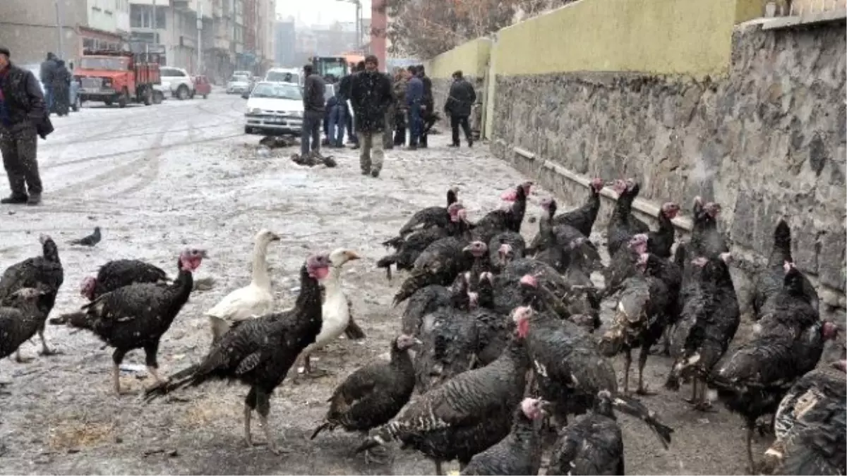 Kars\'ta Yılbaşı Hindilerine Yoğun İlgi