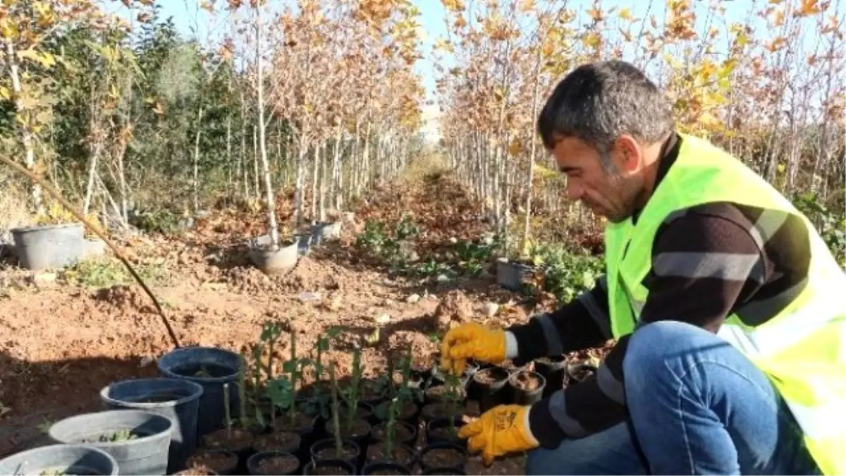 Şanlıurfa\'da Çelikle Gül Üretimi