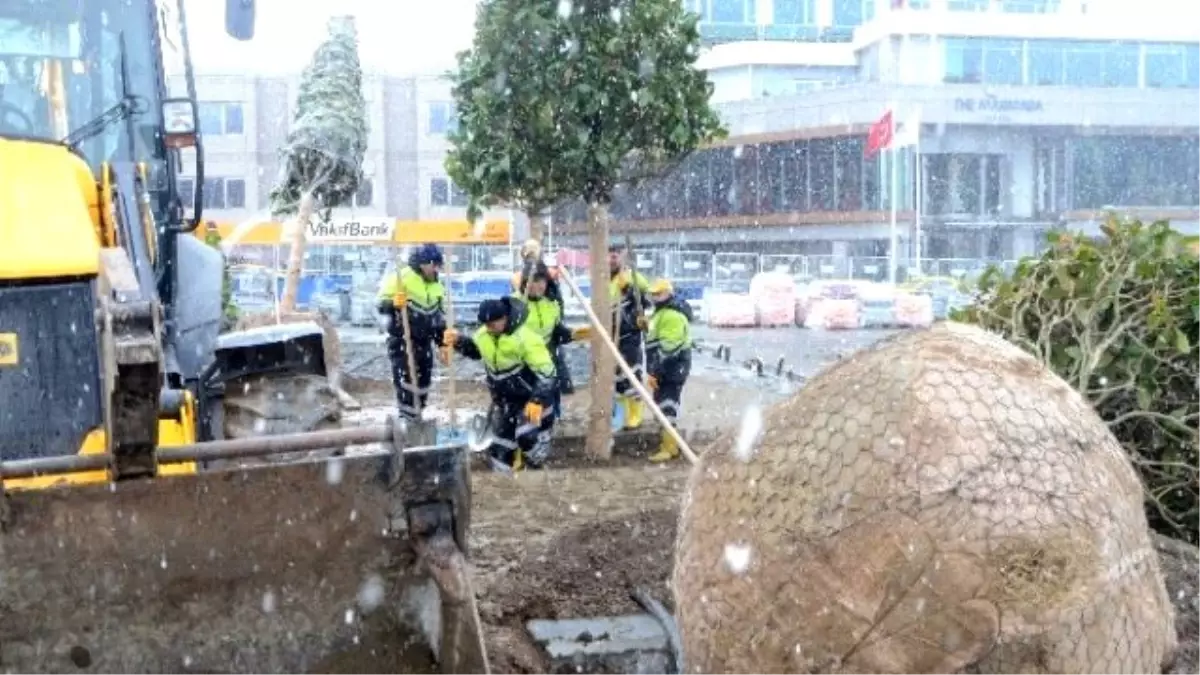 Taksim\'de İşçiler, Yoğun Kar Yağışı Altında Manolya Ağaçlarını Dikti