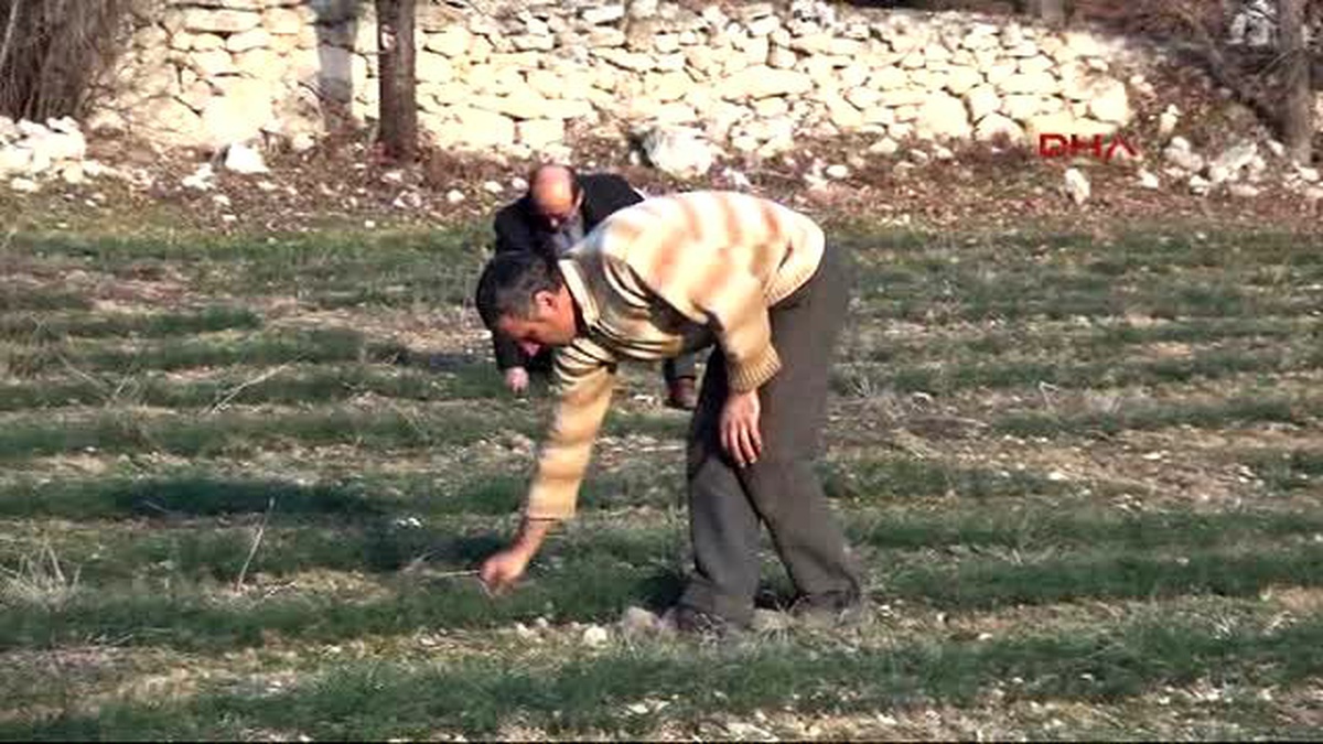 Tokatlı Girişimci, Fiyatını Duyunca Safran Üreticisi Oldu