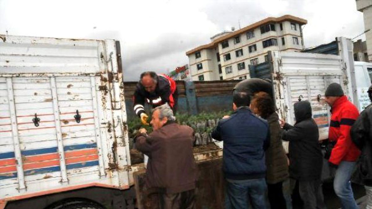 Yalova\'da Yılbaşı Öncesi 8 Bin Fıstık Çamı Dağıtıldı