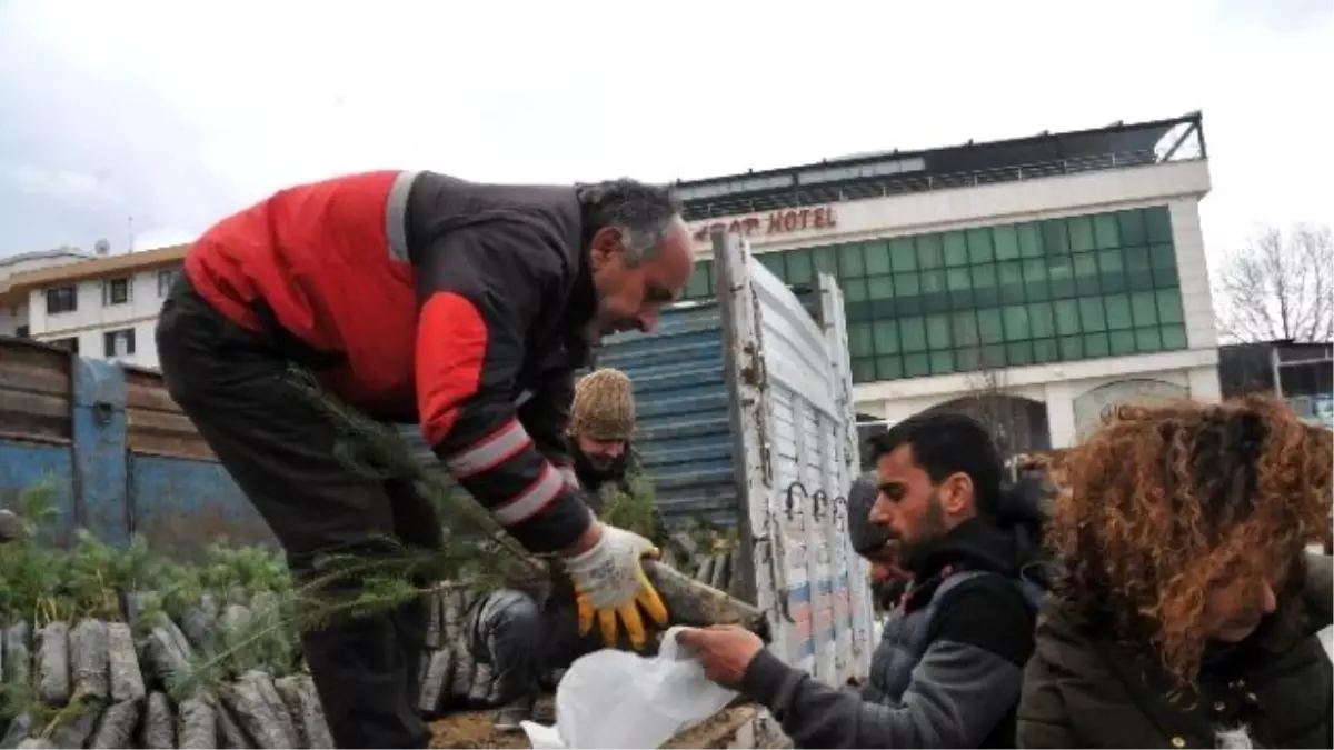 Yalova\'da Yılbaşında Vatandaşlara Fıstık Çamı Dağıtıldı