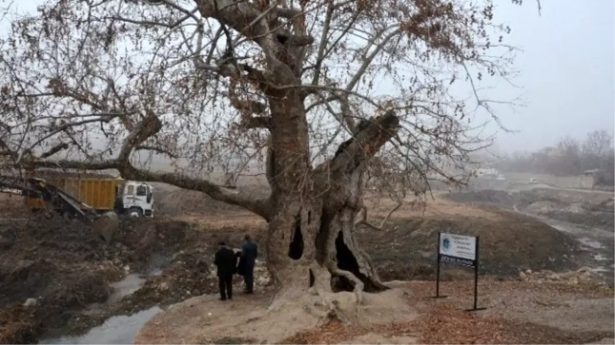 400 Yıllık Çınar Koruma Altına Alınıyor