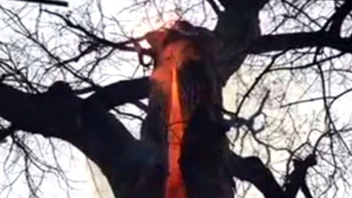 Amerika'da Ağaç, Dışarıda Yangın Olmamasına Rağmen İçten İçe Yanıyor