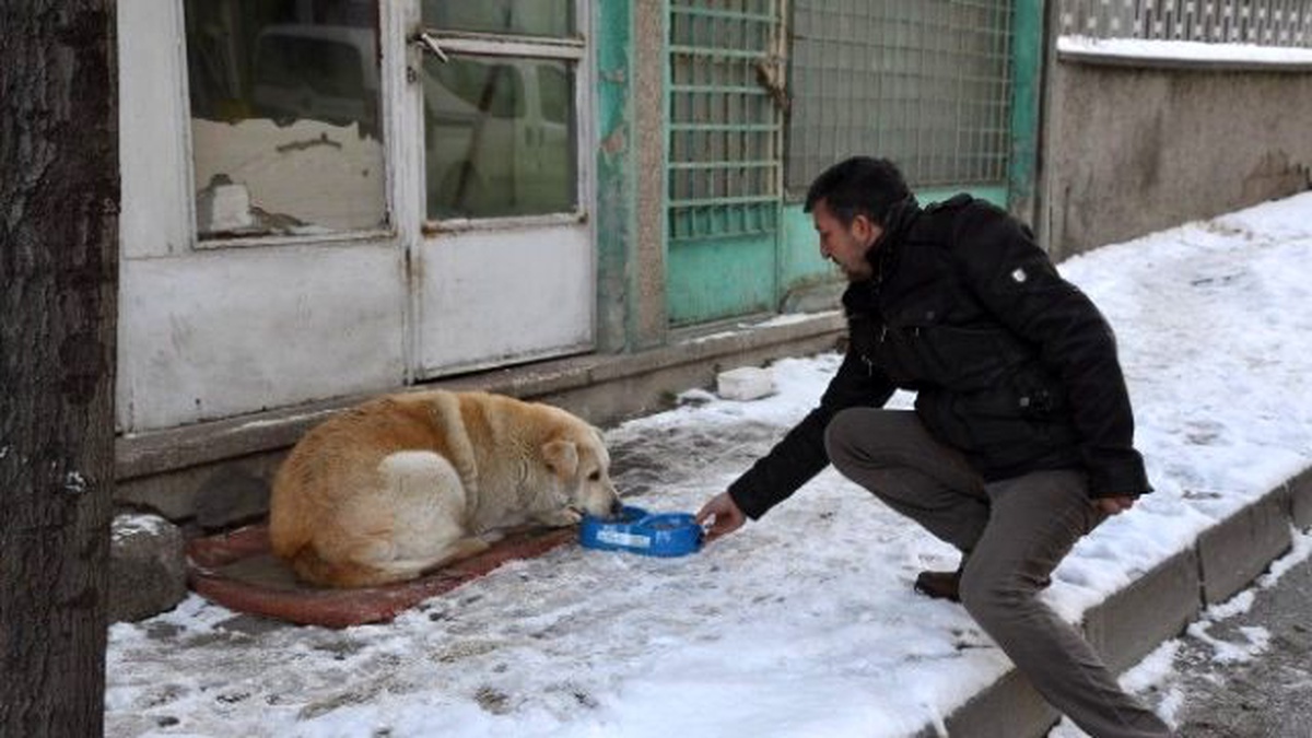 Belediyeden Kuşlara Yem, Köpeklere Mama