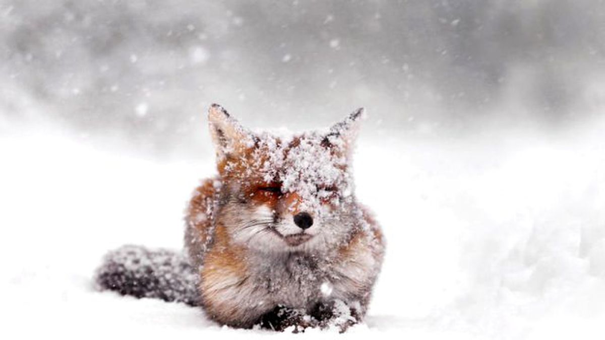 Erzurum'da Şehre İnen Tilki Soğuktan Dondu