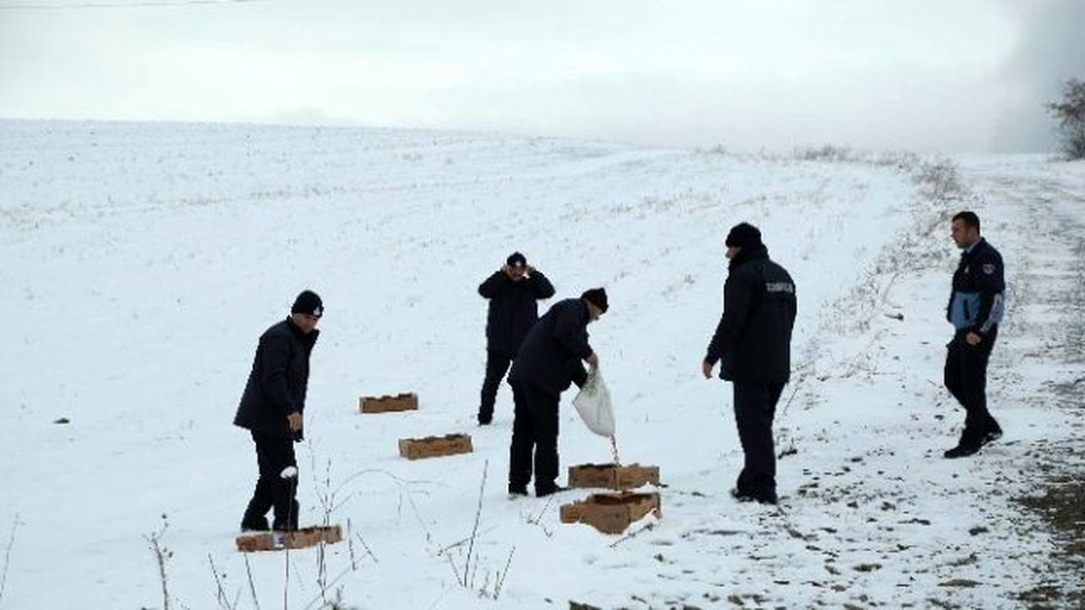 İlkadım\'dan Sokak Hayvanlarına Yem ve Mama