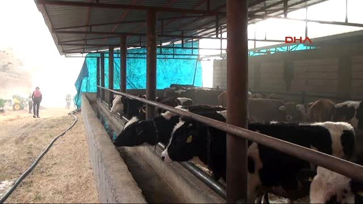 Kahramanmaraş\'ta Ahır Yangınında 500 Ton Yem Kül Oldu