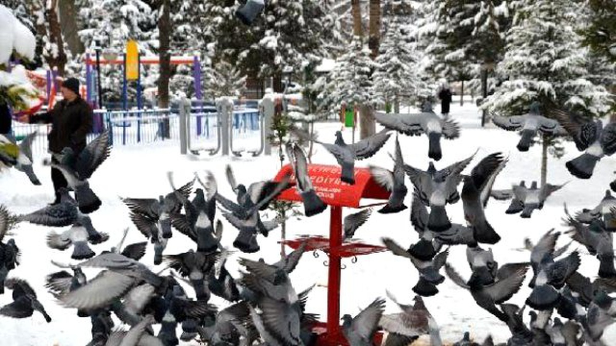 Kayseri\'de Sokak Hayvanlarına Yem Bırakıldı