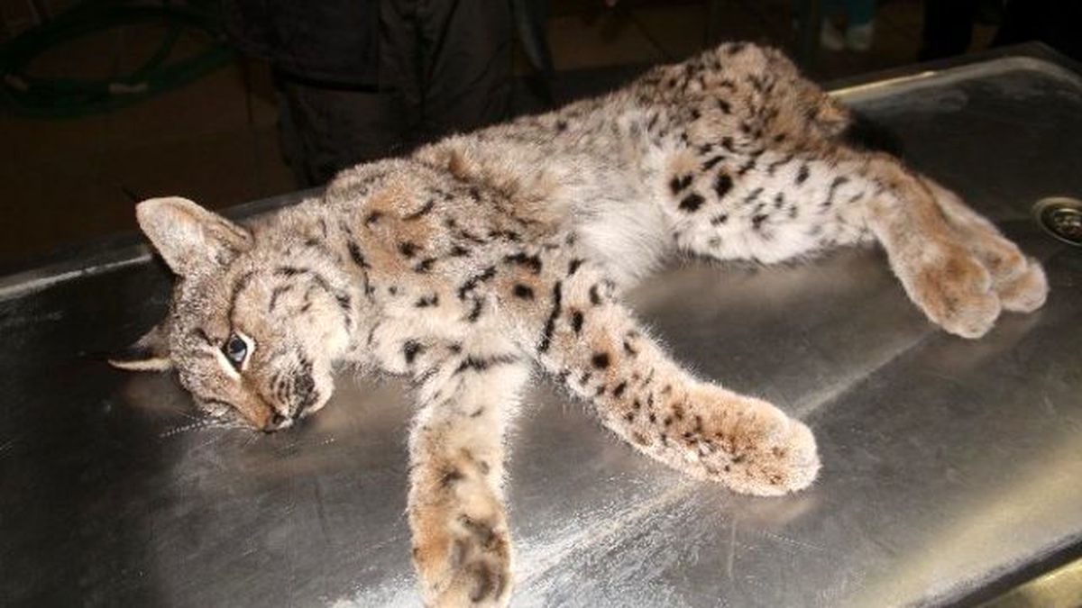 Nesli Tükenmekte Olan 'Vaşak' Kurtarılamadı