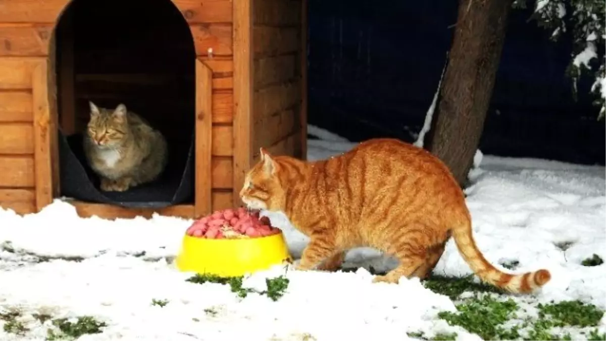 Sokak Hayvanları Sahipsiz Kalmadı