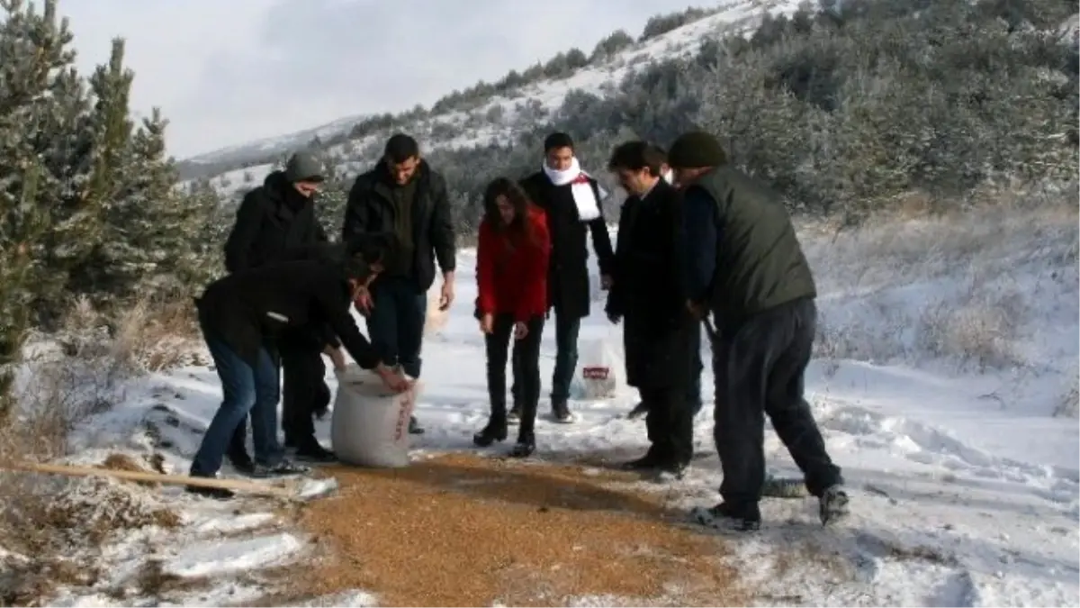 Yozgat\'ta Yaban Hayvanları İçin Yem Bırakıldı