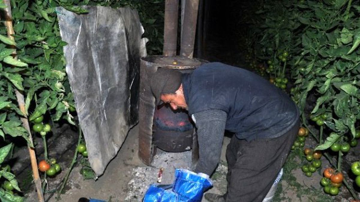 Antalya\'nın Domateslerini Ambargodan Sonra Don Vurdu